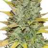 Bergman's Gold Leaf Feminized Esrar Tohumu (ILGM)