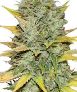 Bergman's Gold Leaf Feminized Esrar Tohumu (ILGM)