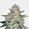 Big Bud Auto Fem Esrar Tohumu (MSNL)