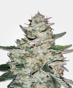 Big Bud Auto Fem Esrar Tohumu (MSNL)