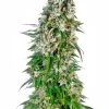 Big Bud Auto Fem Esrar Tohumu (Sensi Seeds)
