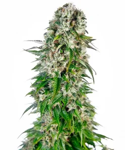 Big Bud Auto Fem Esrar Tohumu (Sensi Seeds)
