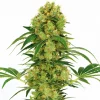 Big Bud Feminized Esrar Tohumu (ILGM)
