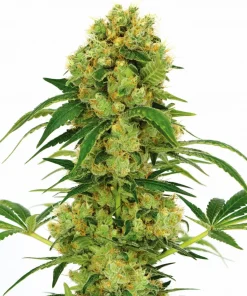 Big Bud Feminized Esrar Tohumu (ILGM)