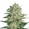 Big Bud Feminized Esrar Tohumu (Seedstockers)