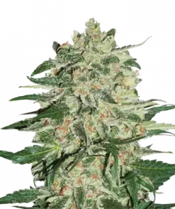 Big Bud Feminized Esrar Tohumu (Seedstockers)