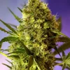 Big Devil #2 ® Auto Fem Esrar Tohumu (Sweet Seeds)