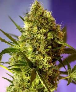 Big Devil #2 ® Auto Fem Esrar Tohumu (Sweet Seeds)