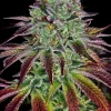 Biscotti Feminized Esrar Tohumu (Barney's Farm)