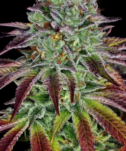 Biscotti Feminized Esrar Tohumu (Barney's Farm)