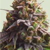 Biscotti Feminized Esrar Tohumu (Royal Queen Seeds)