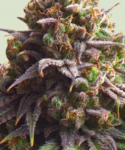 Biscotti Feminized Esrar Tohumu (Royal Queen Seeds)