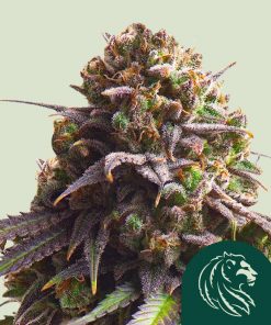 Biscotti Feminized Esrar Tohumu (Royal Queen Seeds)