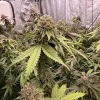 Biscotti Gelato Feminized Esrar Tohumu (Fast Buds)