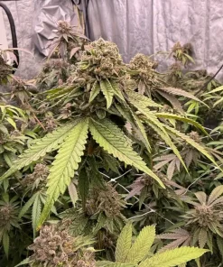 Biscotti Gelato Feminized Esrar Tohumu (Fast Buds)