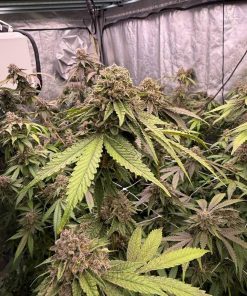 Biscotti Gelato Feminized Esrar Tohumu (Fast Buds)