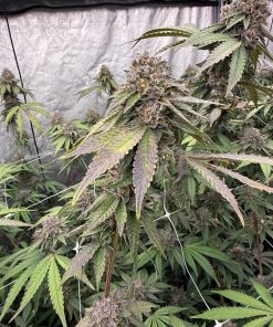 Biscotti Gelato Feminized Esrar Tohumu (Fast Buds)