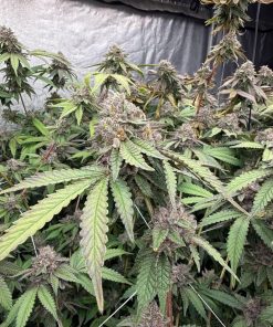 Biscotti Gelato Feminized Esrar Tohumu (Fast Buds)