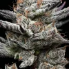 Black Cherry Gushers Feminized Esrar Tohumu (Barney's Farm)