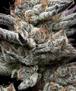 Black Cherry Gushers Feminized Esrar Tohumu (Barney's Farm)