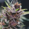 Black Cherry Punch Feminized Esrar Tohumu (Pyramid Seeds)