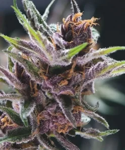 Black Cherry Punch Feminized Esrar Tohumu (Pyramid Seeds)