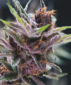 Black Cherry Punch Feminized Esrar Tohumu (Pyramid Seeds)