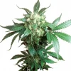 Black Domina Regular Esrar Tohumu (Sensi Seeds)