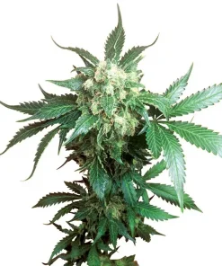 Black Domina Regular Esrar Tohumu (Sensi Seeds)