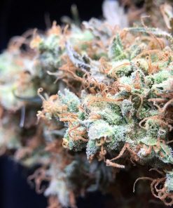 Black Domina Regular Esrar Tohumu (Sensi Seeds)
