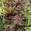 Black Haze Auto Fem Esrar Tohumu (Exotic Seed)