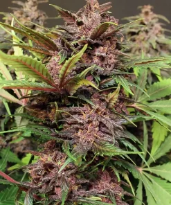 Black Haze Auto Fem Esrar Tohumu (Exotic Seed)