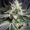 Black Jack Feminized Esrar Tohumu (Sweet Seeds)