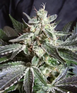 Black Jack Feminized Esrar Tohumu (Sweet Seeds)