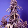 Black Muffin F1 Fast Version Feminized Esrar Tohumu (Sweet Seeds)