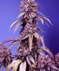 Black Muffin F1 Fast Version Feminized Esrar Tohumu (Sweet Seeds)