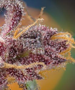 Black Muffin F1 Fast Version Feminized Esrar Tohumu (Sweet Seeds)