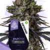 Black Orchid Feminized Esrar Tohumu (Zamnesia Seeds)
