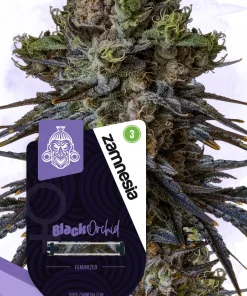 Black Orchid Feminized Esrar Tohumu (Zamnesia Seeds)