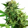 Blackberry Cake Feminized Esrar Tohumu (Sensi Seeds)