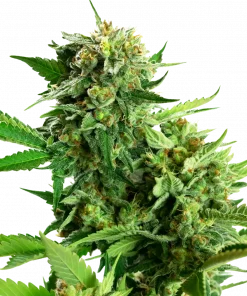 Blackberry Cake Feminized Esrar Tohumu (Sensi Seeds)