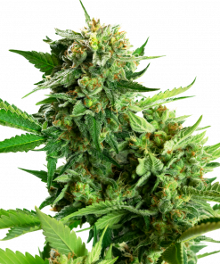 Blackberry Cake Feminized Esrar Tohumu (Sensi Seeds)