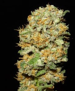 Blackberry Cake Feminized Esrar Tohumu (Sensi Seeds)