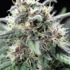 Blackberry Moonrocks Feminized Esrar Tohumu (Anesia Seeds)