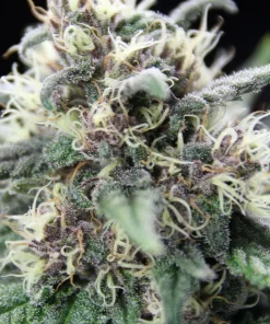 Blackberry Moonrocks Feminized Esrar Tohumu (Anesia Seeds)