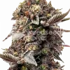 Blackberry Moonrocks seeds Feminized Esrar Tohumu (WeedSeedsExpress)