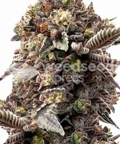 Blackberry Moonrocks seeds Feminized Esrar Tohumu (WeedSeedsExpress)