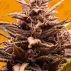 Blackwater Feminized Esrar Tohumu (Original Sensible Seeds)