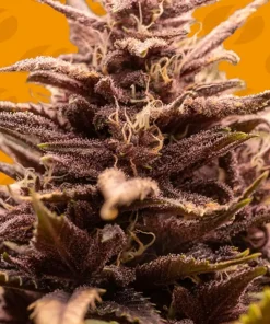 Blackwater Feminized Esrar Tohumu (Original Sensible Seeds)