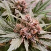 Blue Cheese Feminized Esrar Tohumu (Big Buddha Seeds)